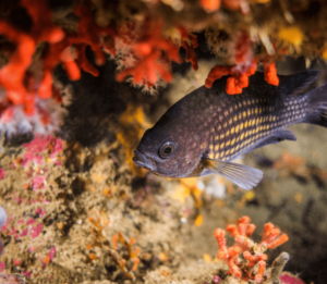 illes medes snorkel