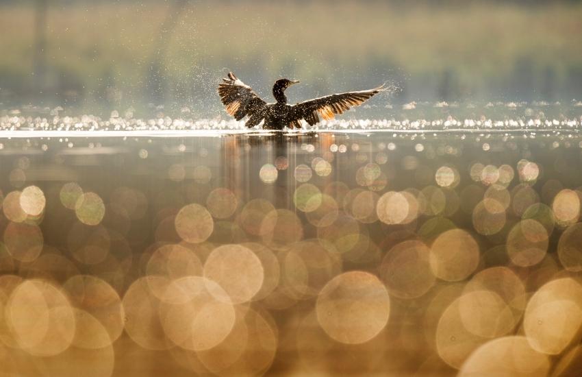 Ornitokayak dans la rivière Ter